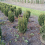 Taxus media 'Hillii' 80-100 cm met kluit extra