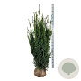 Taxus media 'Hillii' 140-160 cm met kluit