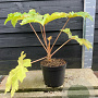 Tetrapanax papyrifer 'Rex' 40-50 cm 7,5L
