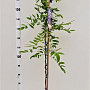 Wisteria sinensis 175-200 cm 5,0L
