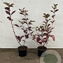 Cornus alba 'Sibirica' 40-60 cm 2,0L