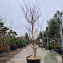 Cornus controversa 'Variegata' 200-250 cm container solitair