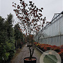 Cornus florida rubra 400-450 cm container