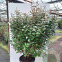 Elaeagnus ebbingei 150-175 cm 40L struik