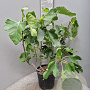 Ficus carica 60-80 cm 10L