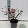 Prunus incisa 'Kojou-no-mai' 25-30 cm 2,0L