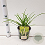Liriope muscari 'Monroe White' 20-25 cm 2,0L