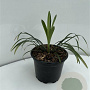 Liriope muscari 'Monroe White' GM 2,0L