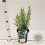 Rosmarinus officinalis 20-30 cm 2,5L