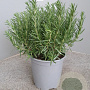 Rosmarinus officinalis GM C3