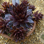 Sempervivum 'Dark Beauty' GM P9