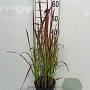 Imperata cylindrica 'Red Baron' GM 2,0L