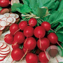 Radijs Cherry Belle GM Per 750 Zaden