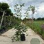 Amelanchier lamarckii 150-175 cm container meerstammig