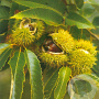 Castanea sativa 8-10 HO container