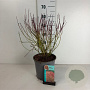 Cornus sericea 'Kelseyi' 30-40 cm 6,5L