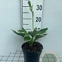 Hosta 'Francee' GM 2,0L