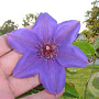 Clematis 'William Kennett' 80 cm rozenpot 2L
