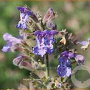 Nepeta 'Grol' GM 2,0L