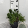 Pinus mugo pumilio 15-20 cm 5,0L