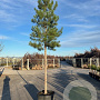 Pinus nigra 200-250 cm cont. 110L meerstammig