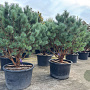Pinus sylv. 'Watereri' 175-200 cm cont. 230L meerstammig