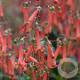 Phygelius colourburst Orange 30-40 cm 3,0L