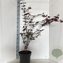 Acer pal. 'Trompenburg' 60-70 cm 10L