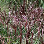 Miscanthus sin. 'China' GM 6,5L