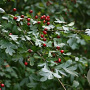 Crataegus monogyna 40-60 cm 2,5L