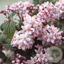 Deutzia hybrida 'Mont Rose' 60-80 cm 7,5L