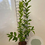 Euonymus europaeus 40-60 cm 2,0L
