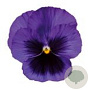 Viola Grootbloeming blauw met donker oog GM P9
