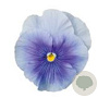 Viola Grootbloeming licht blauw GM P9
