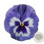 Viola Grootbloeming blauw wit GM P9