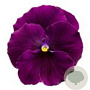 Viola Grootbloeming paars GM P9