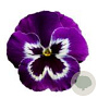 Viola Grootbloeming paars wit GM P9