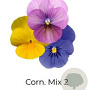 Viola Trio Kleinbloemig Corn. Mix 2 GM P13