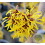 Hamamelis int. 'Westerstede' 125-150 cm 50L solitair
