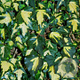 Hedera hel. 'Goldheart' 150-175 cm 50L