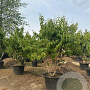 Heptacodium miconioides 200-250 cm cont. 130L