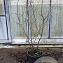 Amelanchier lamarckii 200-225 cm 20L