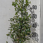 Ilex aq. 'J.C. van Tol' 100-125 cm 20L