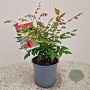 Koelreuteria paniculata 200-250 cm cont. 130L