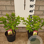 Hydrangea pan. 'Limelight' 40-60 cm 5,0L