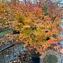 Liquidambar styraciflua 150-175 cm 20L