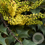 Mahonia wagneri 'Fireflame' 40-50 cm 7,5L