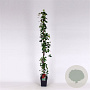 Parthenocissus tr. 'Veitchii' 150-175 cm 5,0L