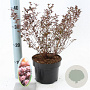 Physocarpus opulif. Little Joker 25-30 cm 2,0L