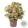 Pieris 'Flaming Silver' 50-60 cm 13L